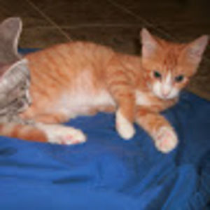 Meet your Posher, Amelia